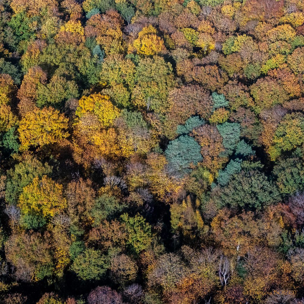forêt multicolore