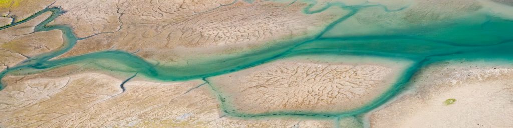 green algae
